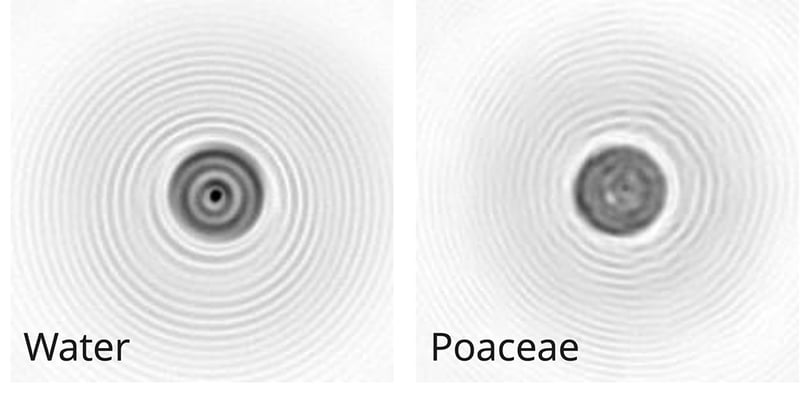 Pollen Identification Water Gras EN