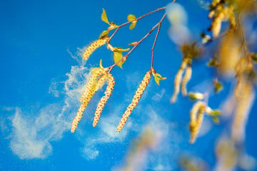 Längere Saison für Pollenallergiker