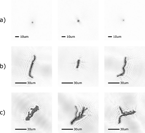 Spores selection