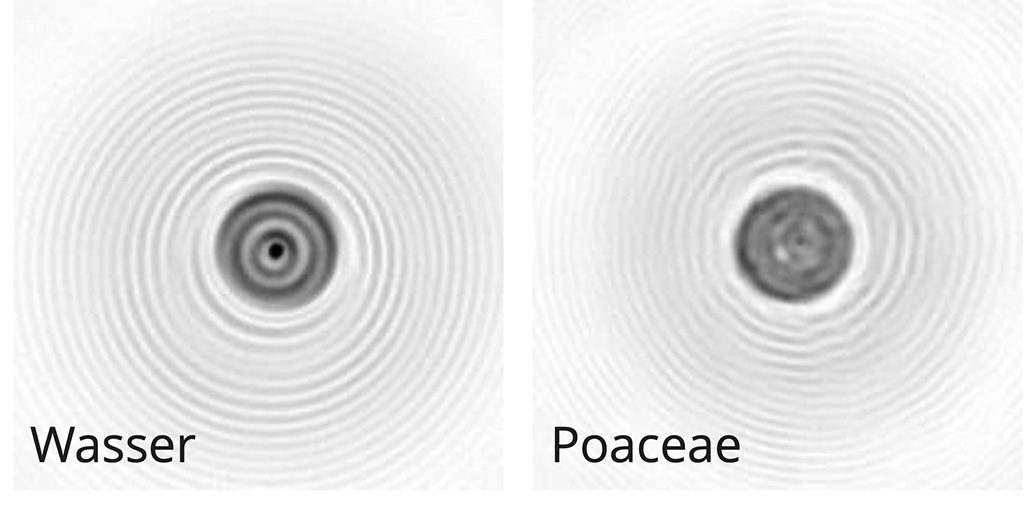 pollen identifizieren wassertropfen und Gräserpollenkorn